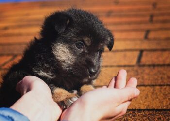 Si può dimostrare la propria gentilezza anche nei confronti degli animali