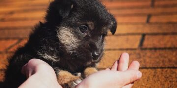 Si può dimostrare la propria gentilezza anche nei confronti degli animali