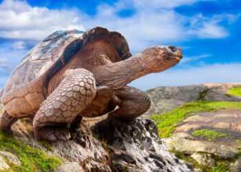 Tartaruga delle Galapagos, longevità animale