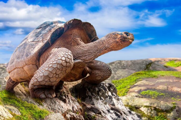 Tartaruga delle Galapagos, longevità animale