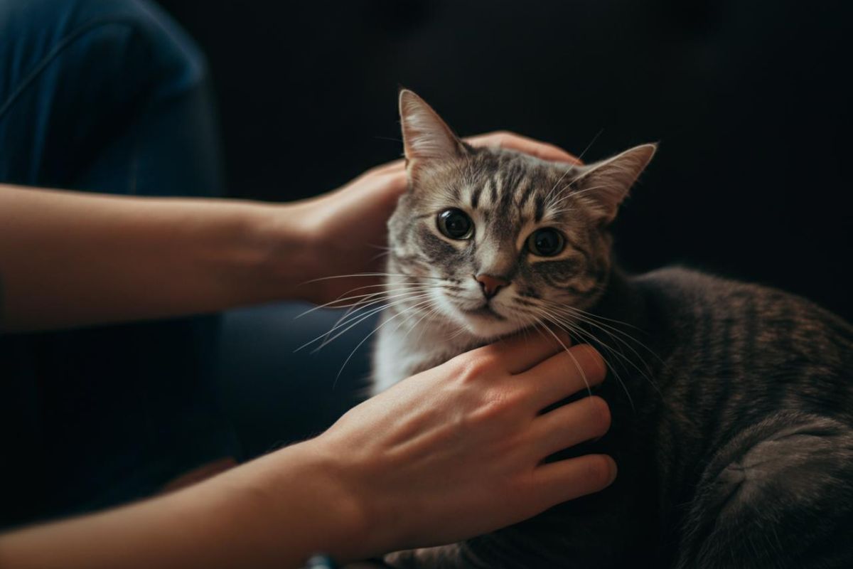 Un gatto che viene accarezzato 