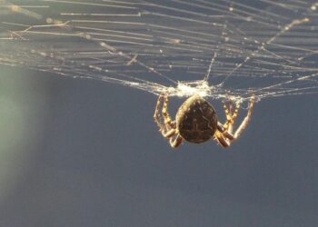 Un ragno su una ragnatela