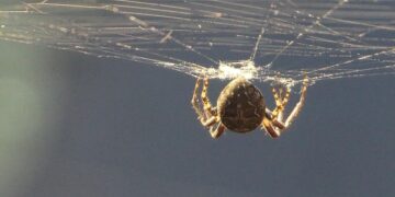 Un ragno su una ragnatela