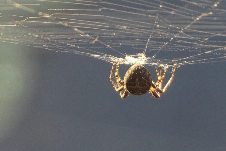 Un ragno su una ragnatela