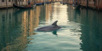Il delfino Mimmo a Venezia