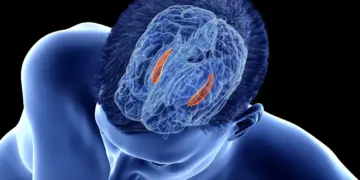 Rallentare l’Alzheimer prima che inizi: la scoperta che parte da movimento e stimolazione mentale