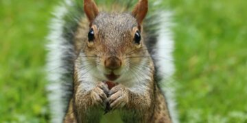 Scoiattoli in città: ecco perché scelgono le vie trafficate per sentirsi più al sicuro dai nemici