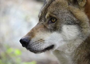 Da specie rara a vicini di casa: ora i lupi sono tornati davvero, ecco cosa devi sapere