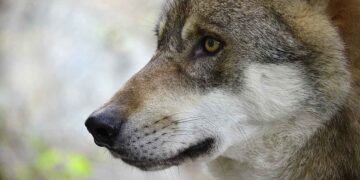 Da specie rara a vicini di casa: ora i lupi sono tornati davvero, ecco cosa devi sapere