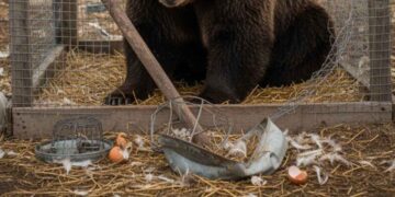 Un orso in una gabbia di galline