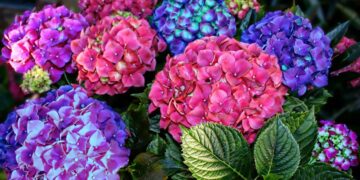 Non immaginavo che le ortensie potessero tingersi d’autunno così: ecco come fare a casa