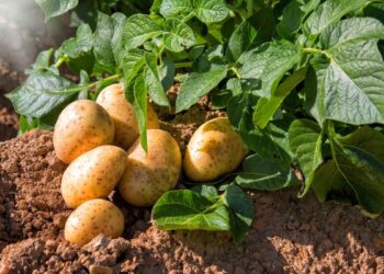 Ti rivelo le 11 piante che semino sempre a novembre: il mio giardino in primavera ringrazia