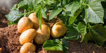 Ti rivelo le 11 piante che semino sempre a novembre: il mio giardino in primavera ringrazia