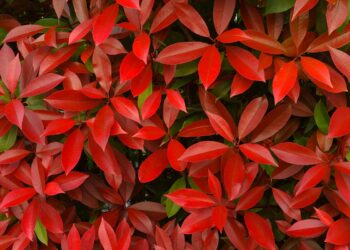 Fotinia: la pianta che regala foglie infuocate in giardino e come coltivarla senza errori