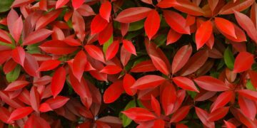 Fotinia: la pianta che regala foglie infuocate in giardino e come coltivarla senza errori