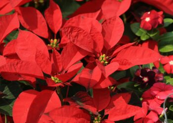 Stella di Natale, non buttarla a gennaio: i trucchi per tenerla viva e rigogliosa a lungo
