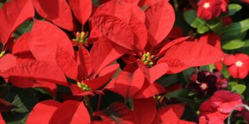 Stella di Natale, non buttarla a gennaio: i trucchi per tenerla viva e rigogliosa a lungo