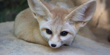 L’allarme degli scienziati: il 93% dei mammiferi del deserto arabo è a un passo dalla crisi. la sapienza svela il crollo della resistenza al caldo