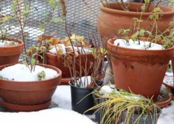 Come curare le piante in inverno