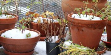 Come curare le piante in inverno