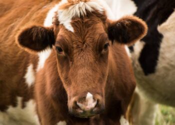 Dermatite bovina in Sardegna