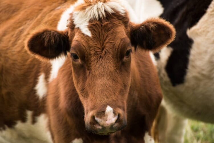 Dermatite bovina in Sardegna