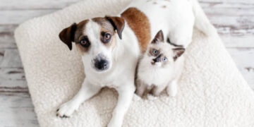 Quanto costa mantenere cani e gatti nel 2025