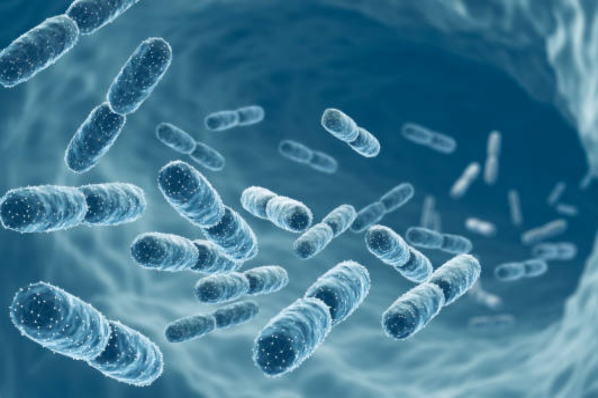 Un batterio intestinale aiuta a combattere l'aumento di peso