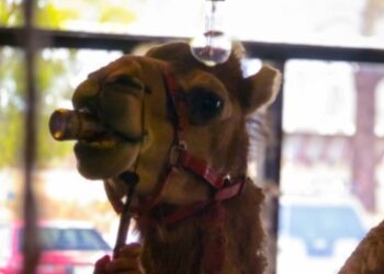 Un cammello entra in un pub dell'Australia e si beve una birra