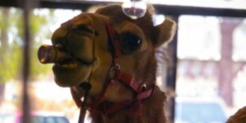 Un cammello entra in un pub dell'Australia e si beve una birra