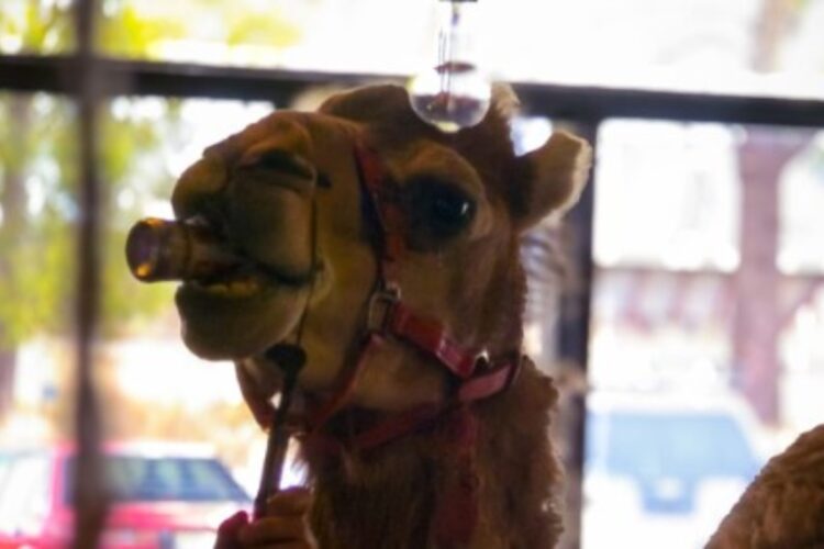 Un cammello entra in un pub dell'Australia e si beve una birra