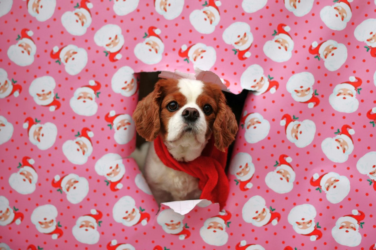 Un cucciolo di Cavalier King Charles Spaniel