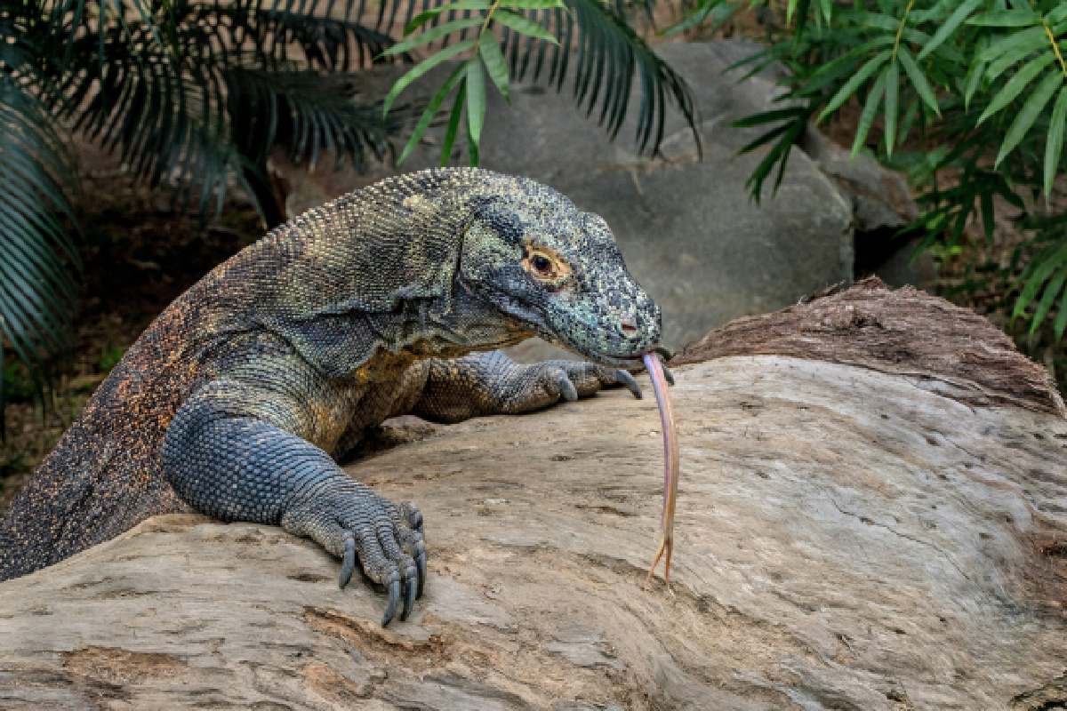 Un drago di Komodo