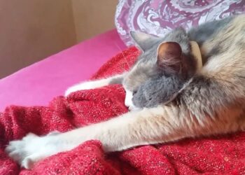 Un gatto intento a impastare