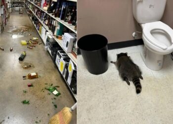 Un procione entra in un supermercato e si ubriaca