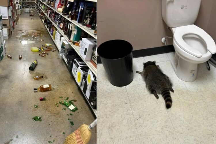 Un procione entra in un supermercato e si ubriaca
