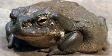 Il rospo Bufo Alvarius