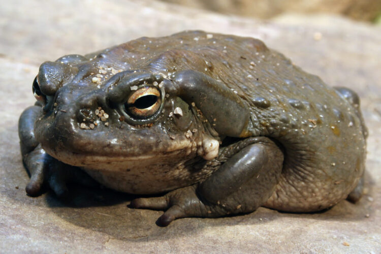 Il rospo Bufo Alvarius