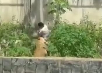 Uomo ucciso da leonessa in Brasile