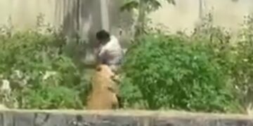 Uomo ucciso da leonessa in Brasile