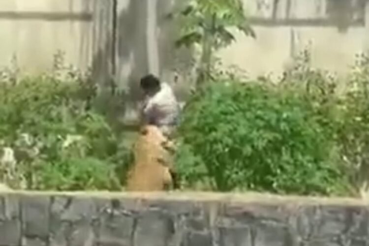 Uomo ucciso da leonessa in Brasile