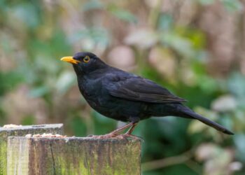 Giorni della Merla: ecco quali sono e perché si chiamano così