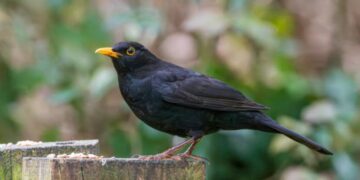 Giorni della Merla: ecco quali sono e perché si chiamano così