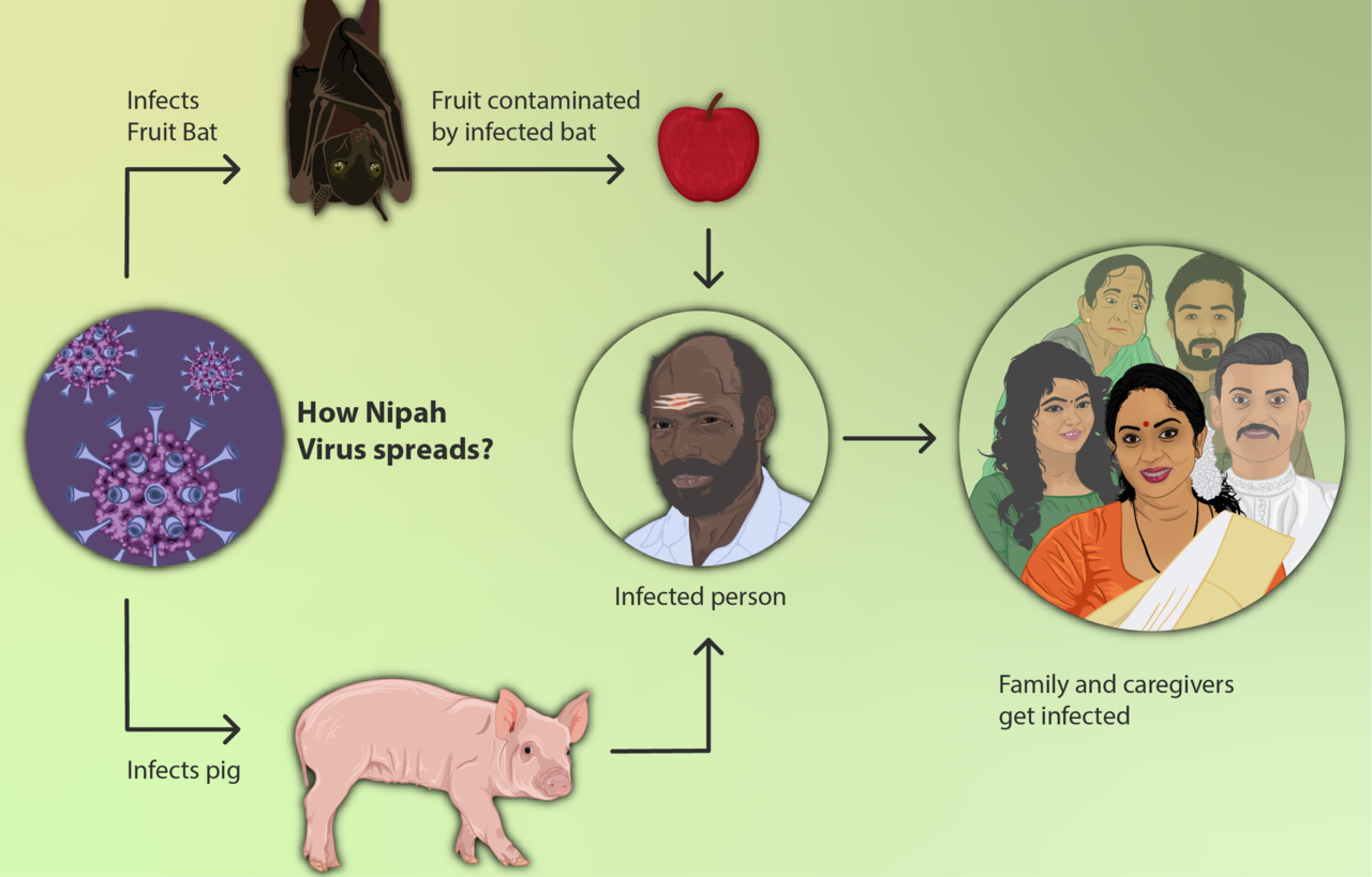 A depiction of how the Nipah Virus spreads from animals infected by it to communities of people