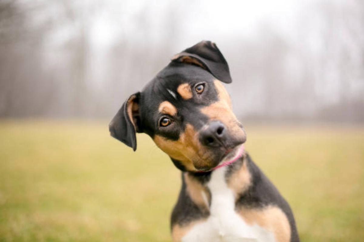 I cani sono più intelligenti di quanto pensiamo