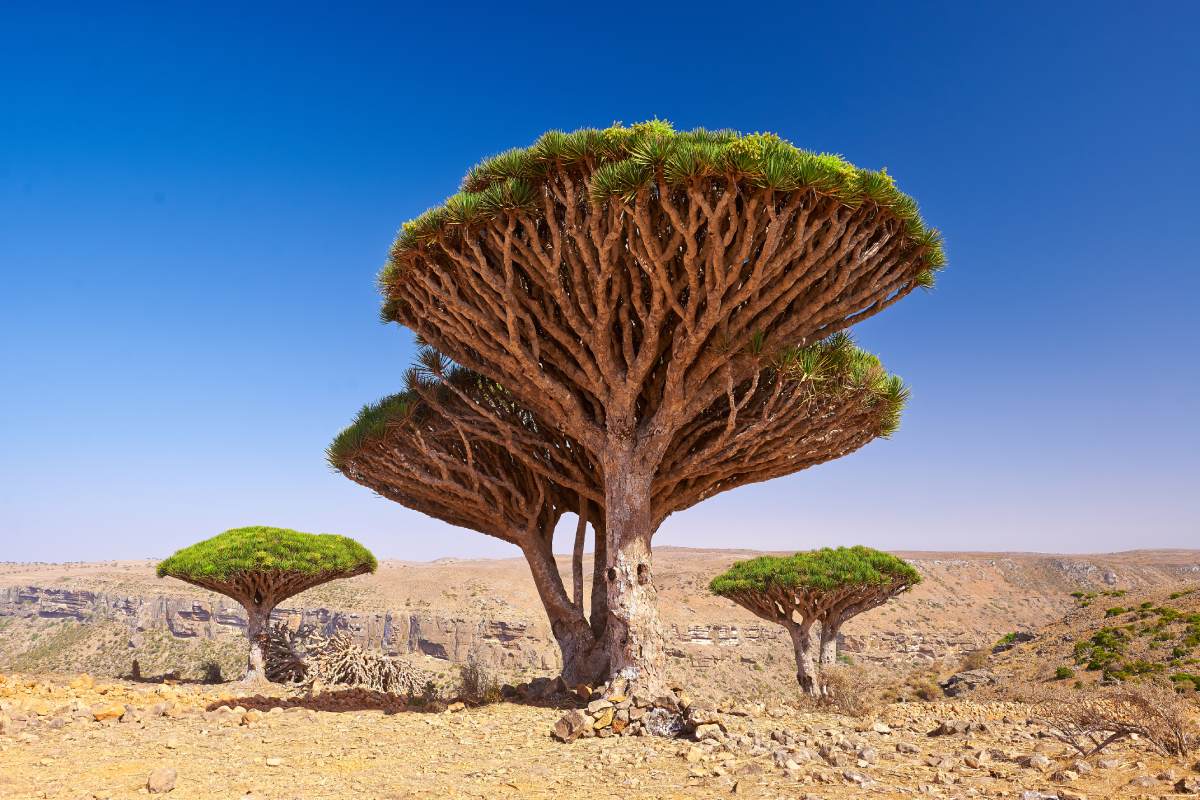 I famosi alberi di drago dell'isola di Socotra