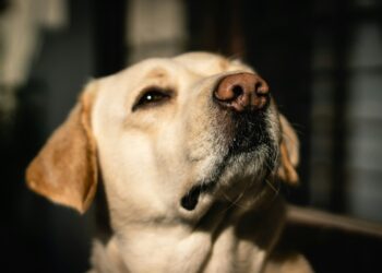 Il labrador sono cani particolarmente adatti alle famiglie con bambini