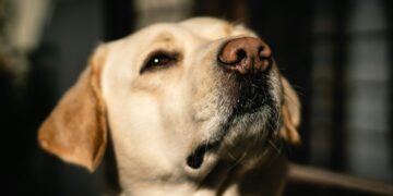 Il labrador sono cani particolarmente adatti alle famiglie con bambini