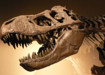 Lo scheletro di un Tyrannosaurus rex