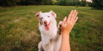 Se i tuoi cani fanno questo sono intelligenti